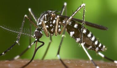 El mosquito tigre y otras especies invasoras se expanden por España: el 66% de la población vive en zonas afectadas