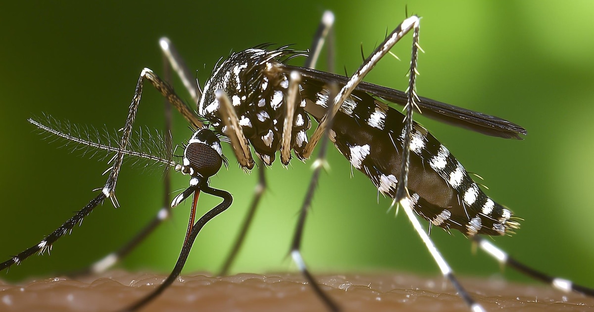 El mosquito tigre y otras especies invasoras se expanden por España: el 66% de la población vive en zonas afectadas