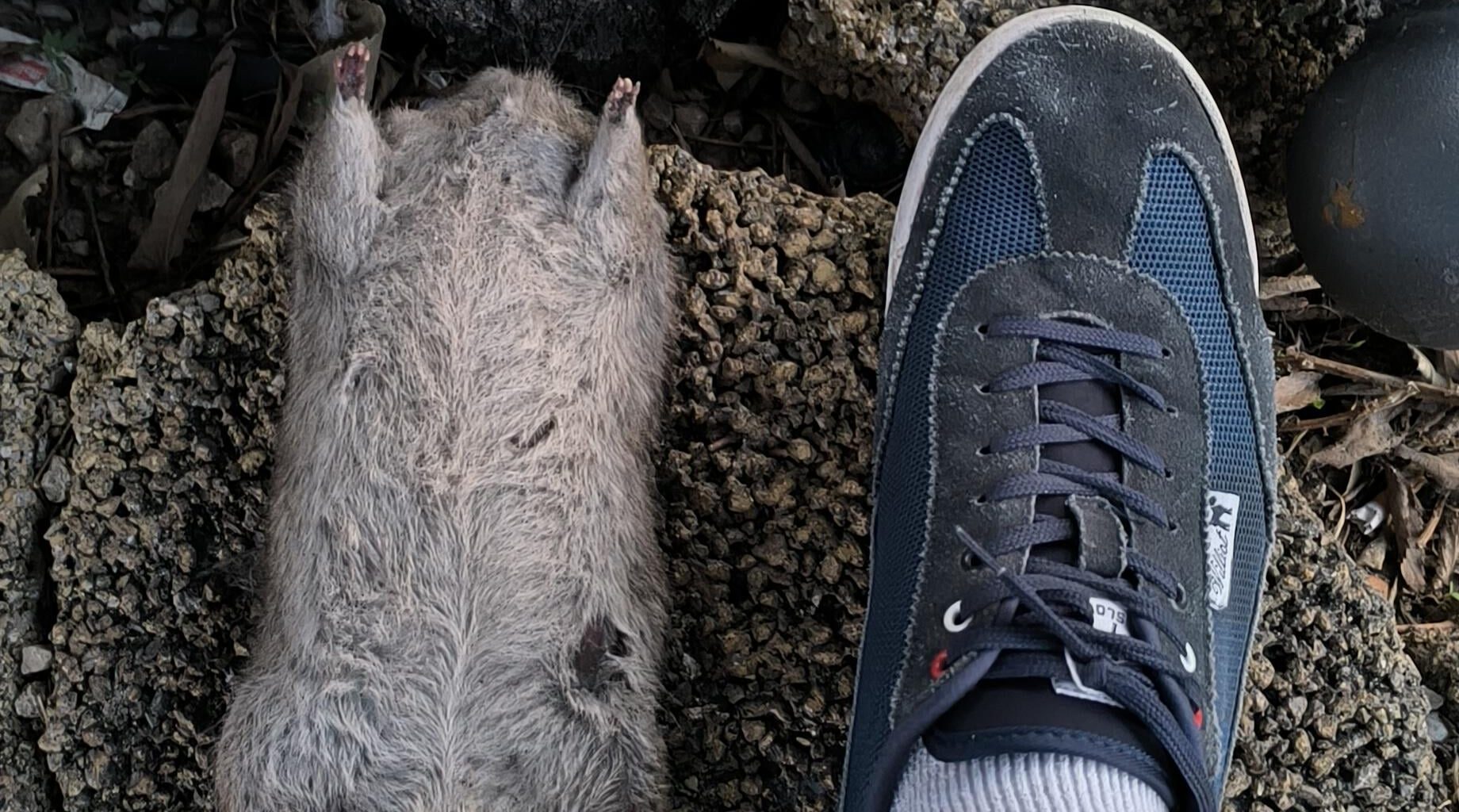 Mire donc le volume métrique du surmulot (chaussure 46-47)