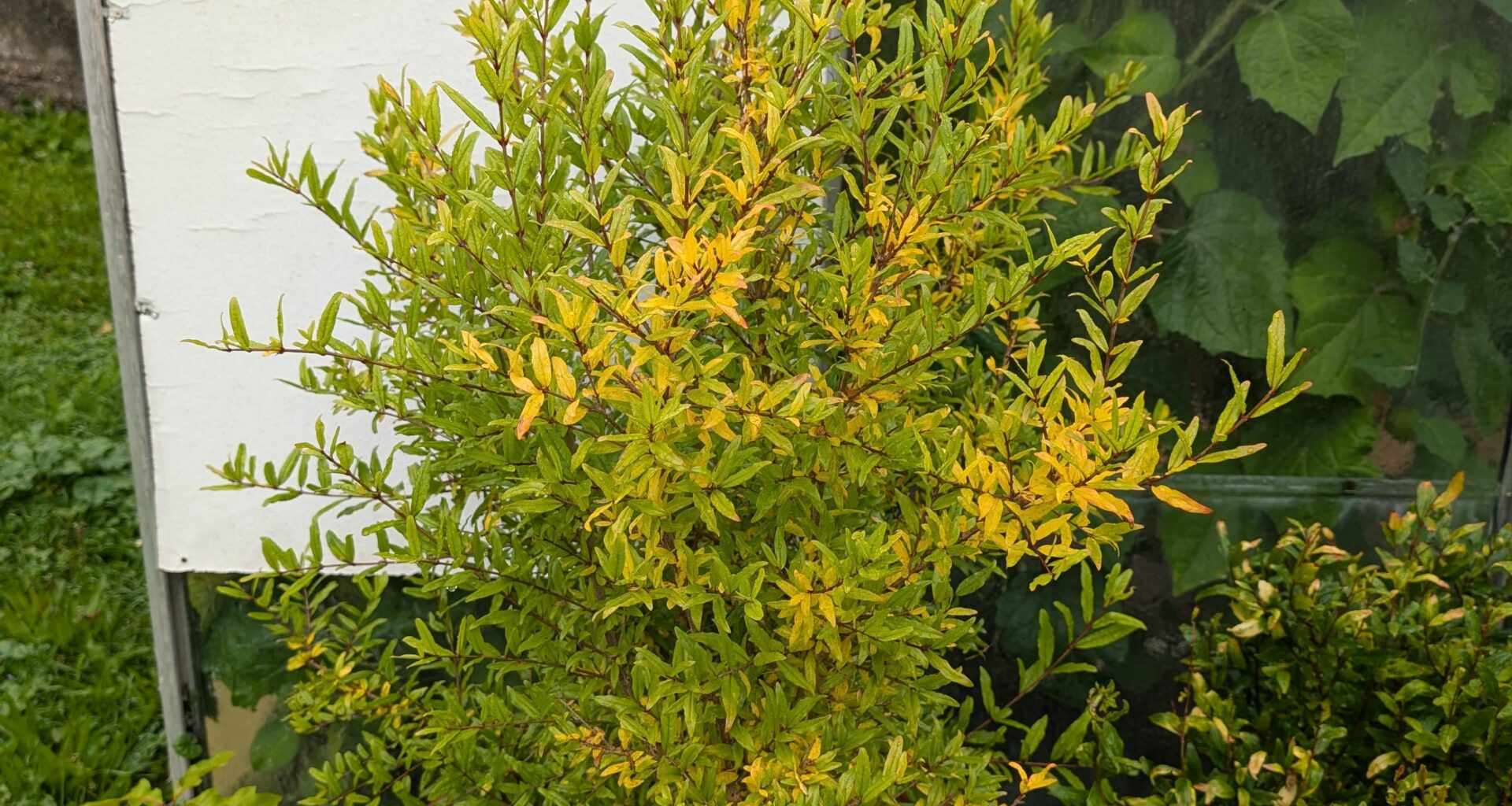 Die Herbstfärbung geht beim Granatapfel dieses Jahr ziemlich früh los