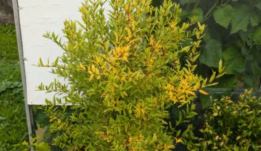 Die Herbstfärbung geht beim Granatapfel dieses Jahr ziemlich früh los