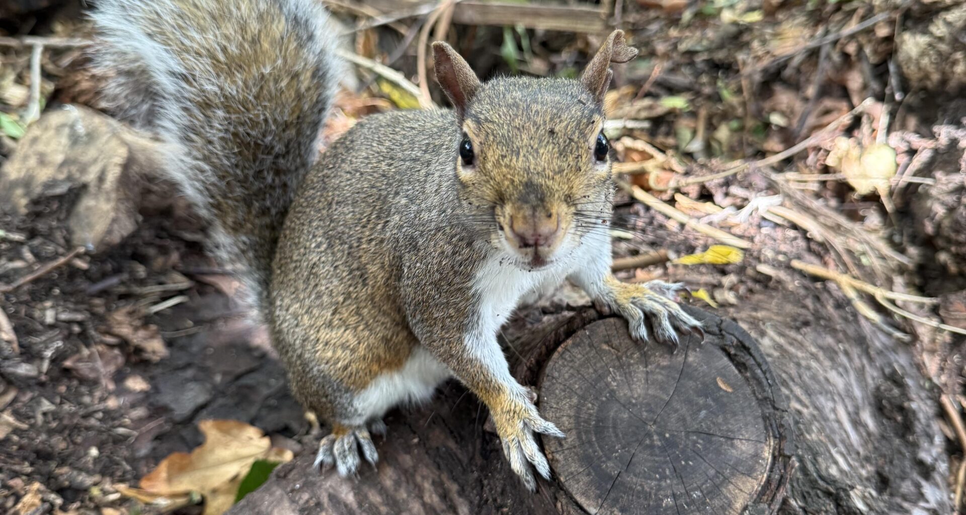 made a new friend in London today