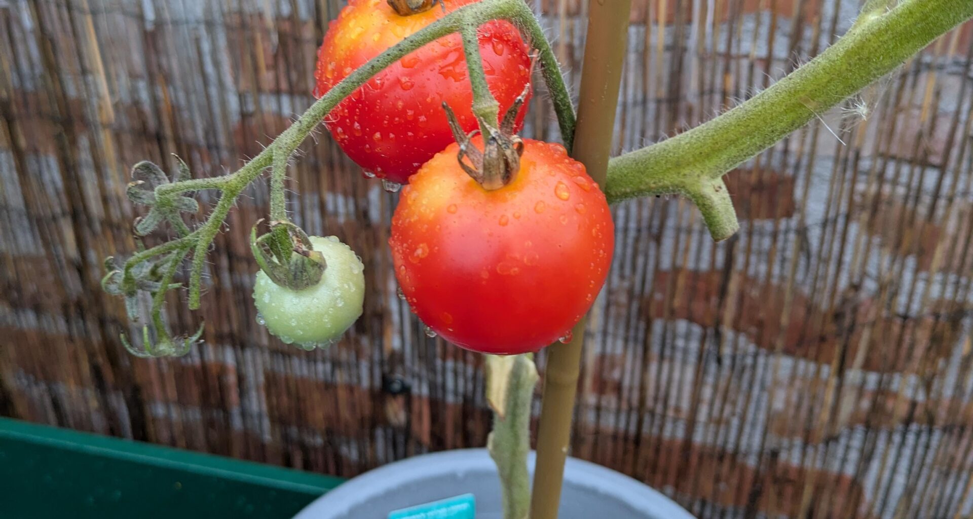 Frage, meine Mutter hat mir diese Tomate mitgebracht und gesagt das sie eine Schwarze Tomate wird, aber sie hat mir auch eine Gurken Pflanze mitgebracht und aus ihr ist eine Zucchini geworden 🙂 und hier kann ich mir jetzt nicht vorstellen das aus diesem Rot noch ein schwarz wird, oder doch?