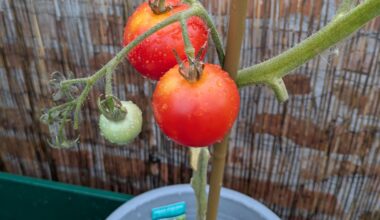 Frage, meine Mutter hat mir diese Tomate mitgebracht und gesagt das sie eine Schwarze Tomate wird, aber sie hat mir auch eine Gurken Pflanze mitgebracht und aus ihr ist eine Zucchini geworden 🙂 und hier kann ich mir jetzt nicht vorstellen das aus diesem Rot noch ein schwarz wird, oder doch?