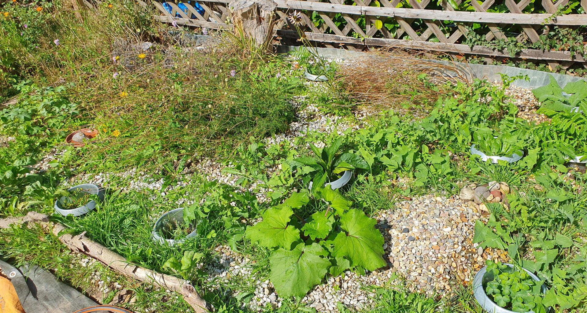 Magerbeet verselbstständigt sich