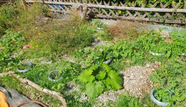 Magerbeet verselbstständigt sich