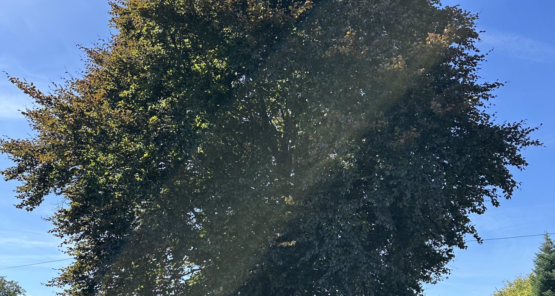 Blutbuche zurückschneiden lassen?