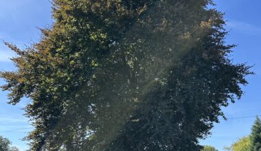 Blutbuche zurückschneiden lassen?