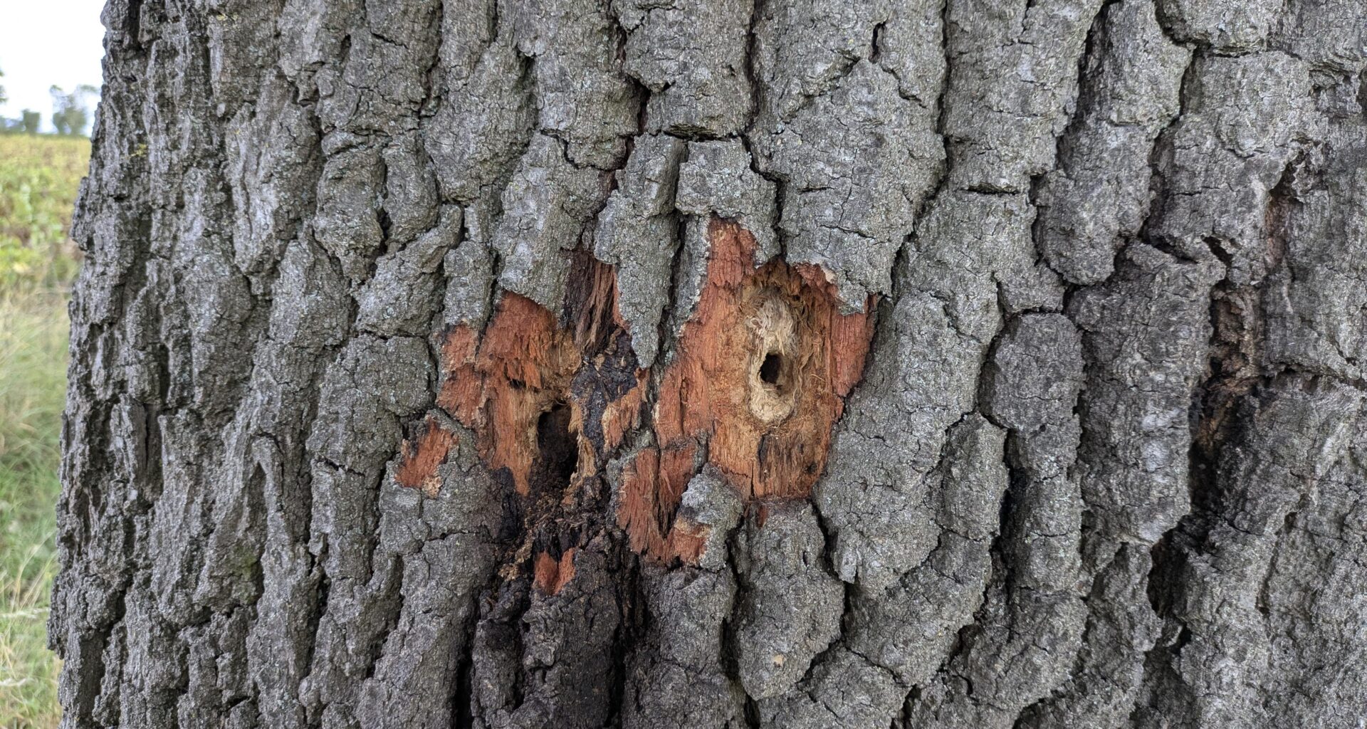 Löcher im Stamm unserer Eiche