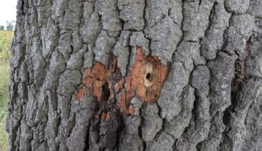 Löcher im Stamm unserer Eiche