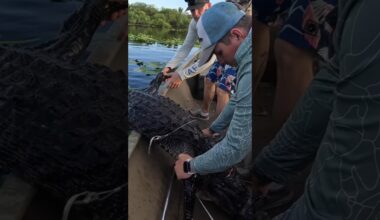 ALLIGATORS CAN EAT YOU!! #newsflash #swamppuppy #gator #attack #alligator #hunting #florida
