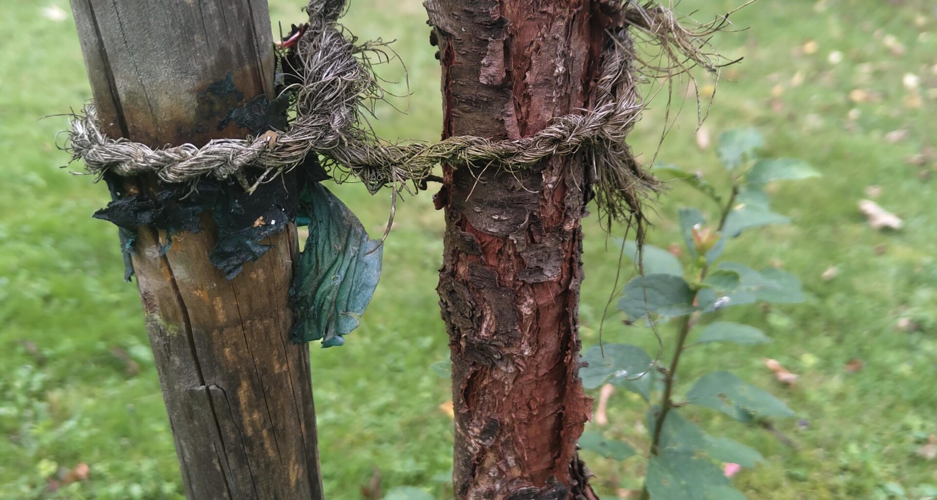 Was hat dieser Pfirsich?