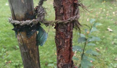 Was hat dieser Pfirsich?