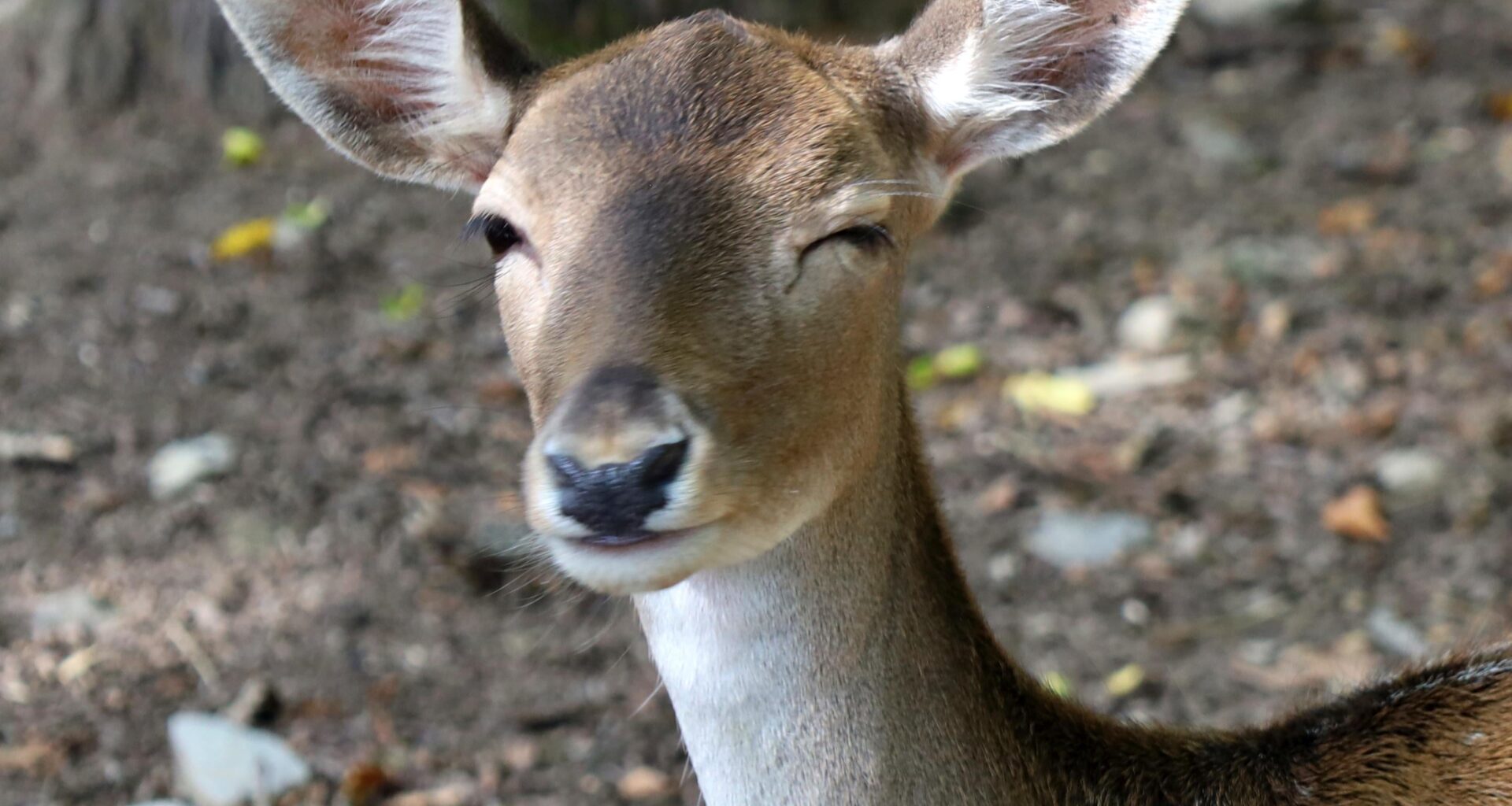 Augenzwinkernde Hirschkuh