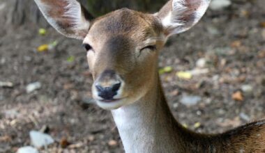 Augenzwinkernde Hirschkuh