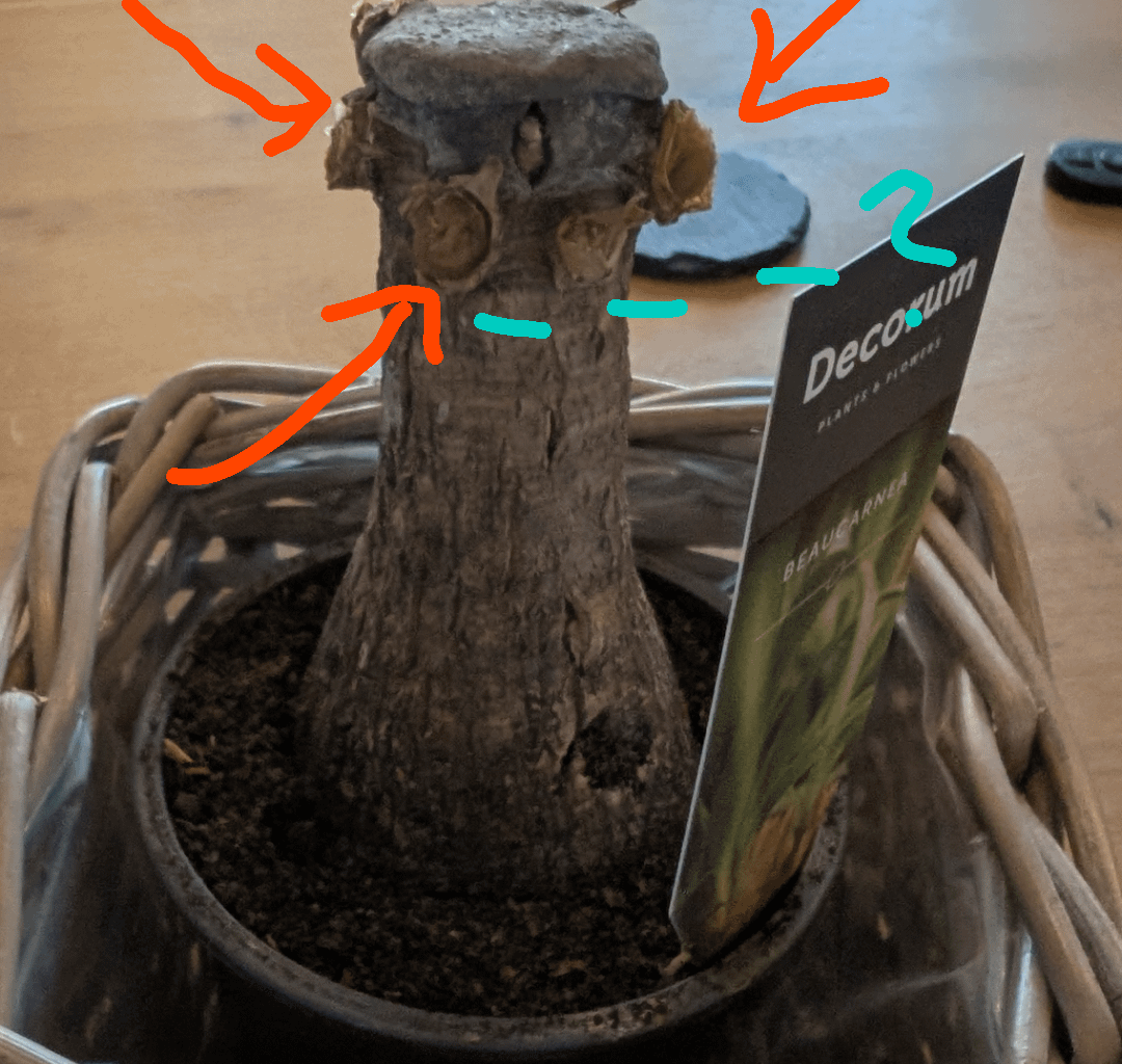 Beaucarnea übergossen