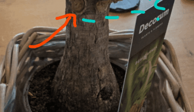 Beaucarnea übergossen