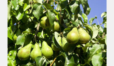 South Korea begins 2025 pear exports to Vietnam