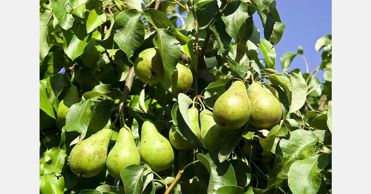 South Korea begins 2025 pear exports to Vietnam