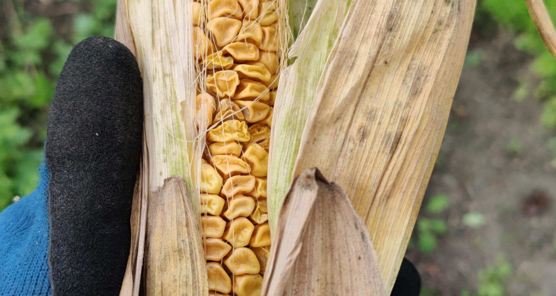 Zu zeitig oder zu spät?