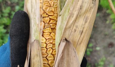 Zu zeitig oder zu spät?