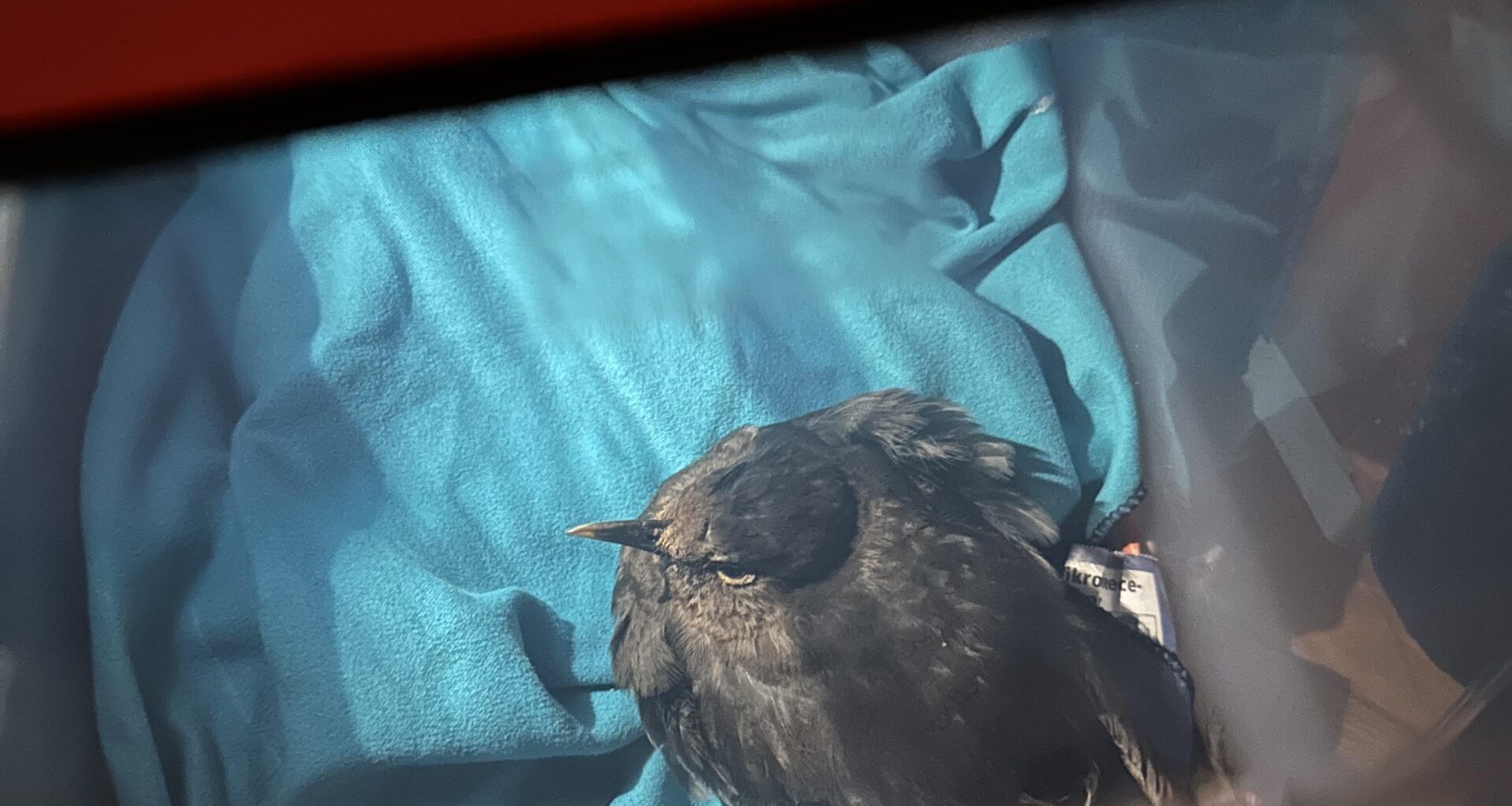 Gerettete Amsel