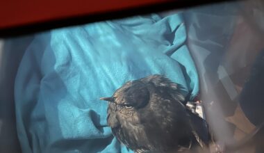 Gerettete Amsel