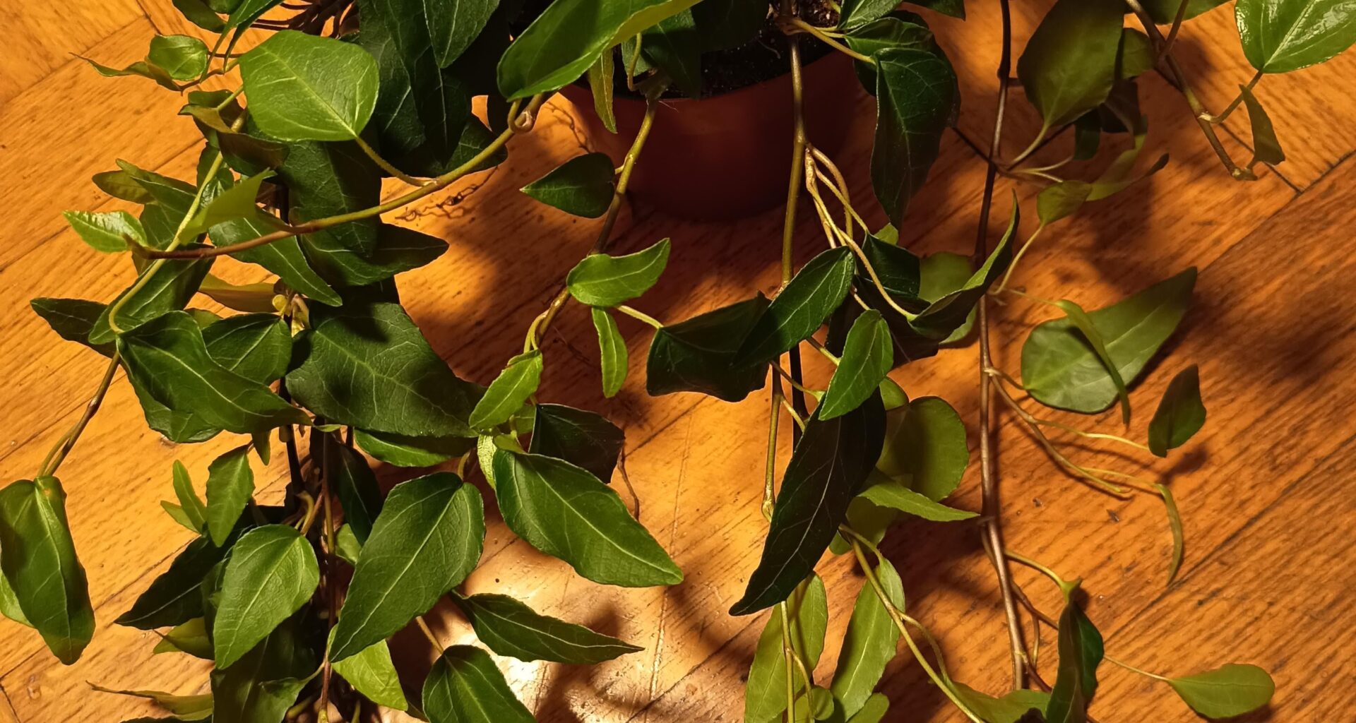 Was ist das für eine Pflanze?