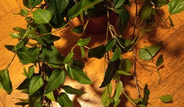 Was ist das für eine Pflanze?