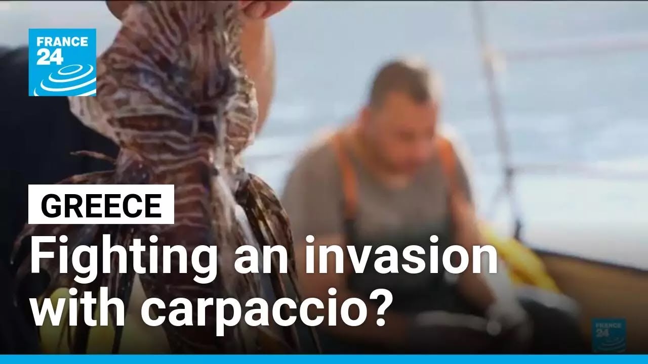 Will Greece save itself from a lionfish invasion by making carpaccio? • FRANCE 24 English