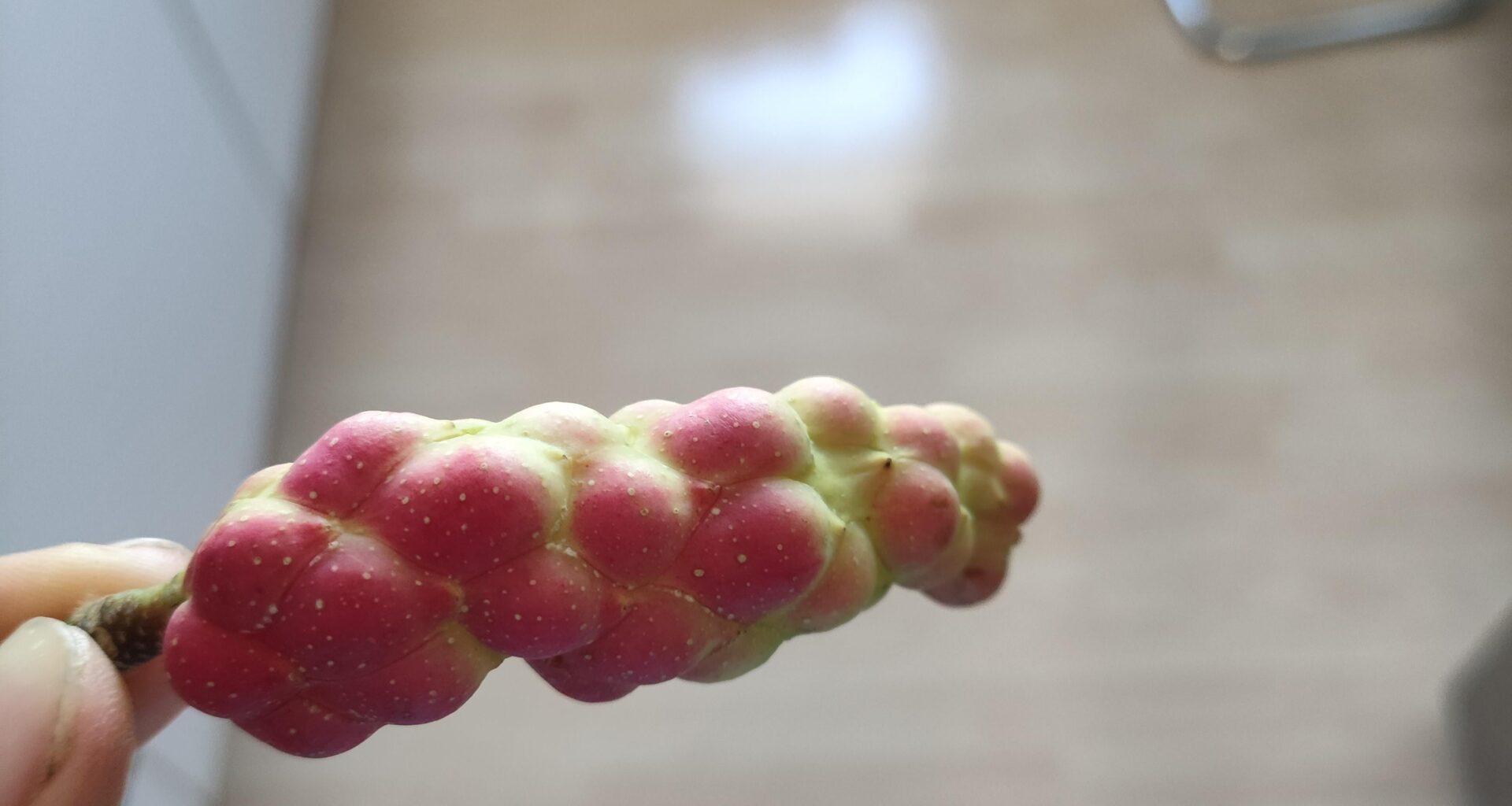 Von welchem Baum kommt diese Knolle?