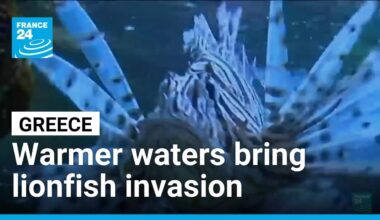 Greece’s gastronomic solution to invasive lionfish problem • FRANCE 24 English