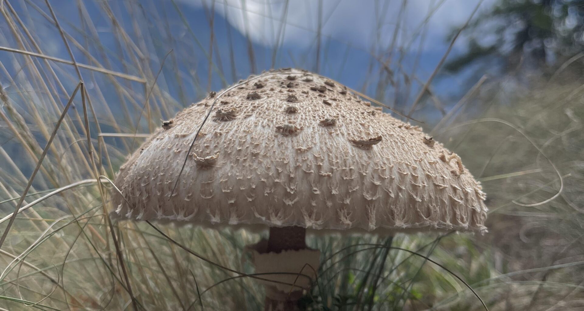 Gemeiner Riesenschirmling (Parasol)