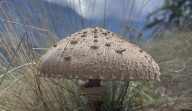 Gemeiner Riesenschirmling (Parasol)