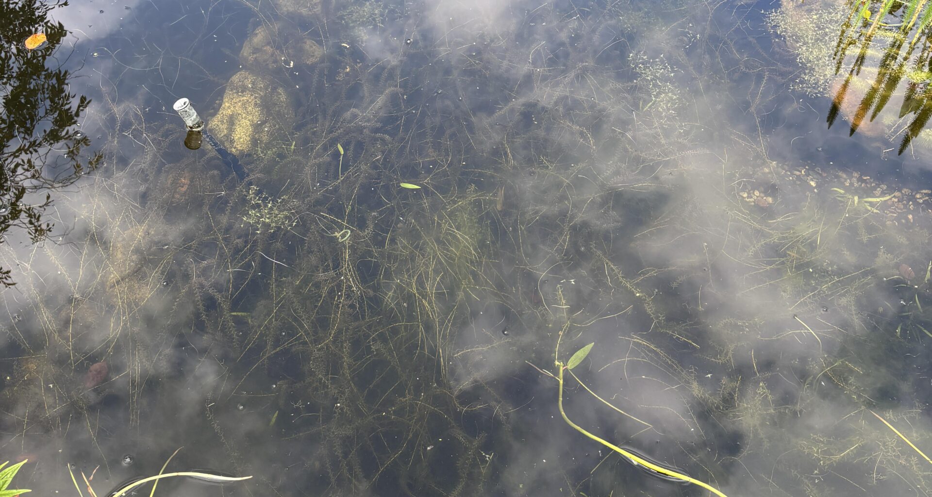Algen(?) im Gartenteich