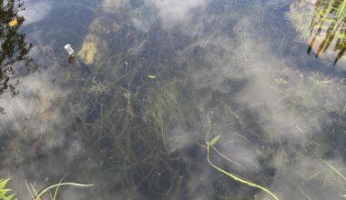 Algen(?) im Gartenteich