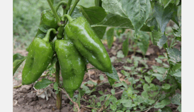 Health fears see Albanian peppers, tomatoes withdrawn from European markets