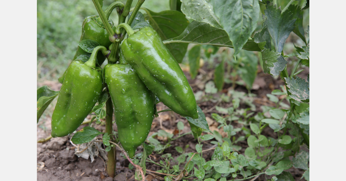 Health fears see Albanian peppers, tomatoes withdrawn from European markets