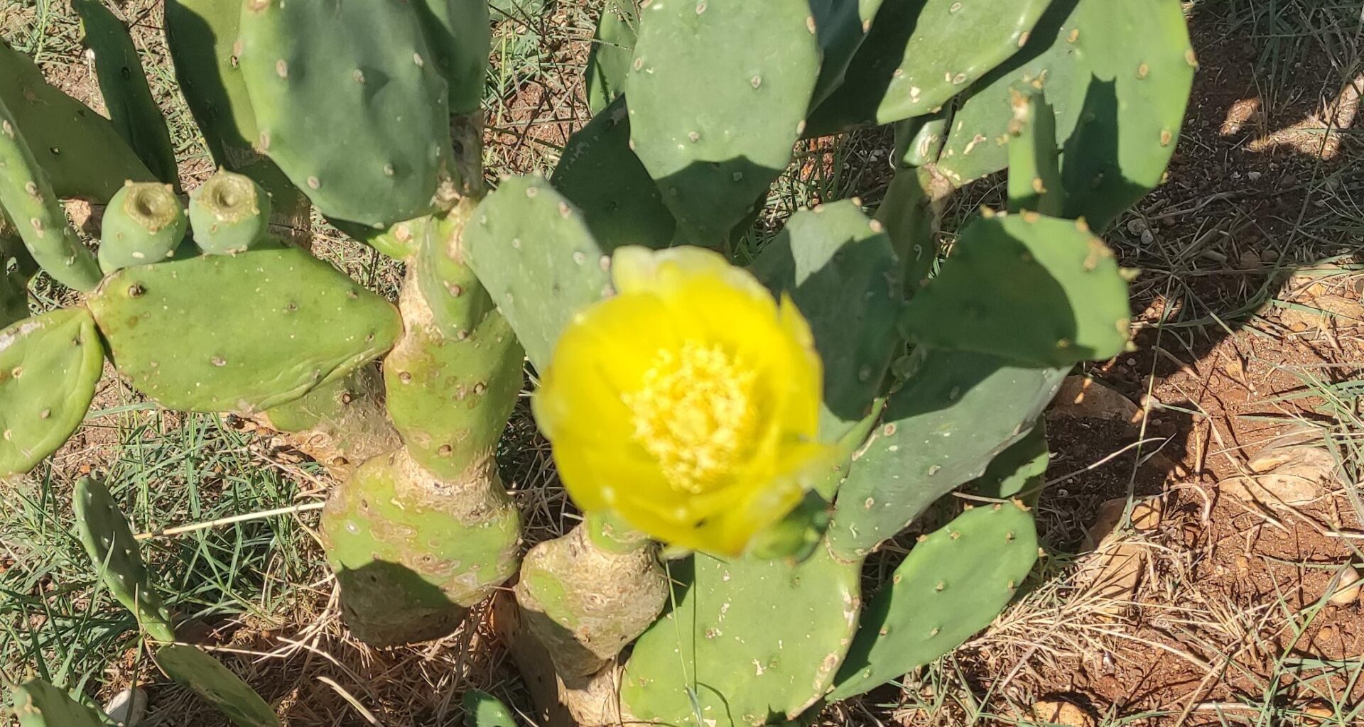 Und noch mehr Kaktus blüten!