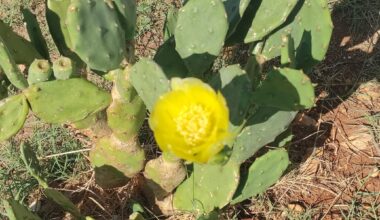 Und noch mehr Kaktus blüten!