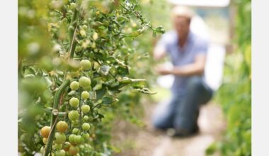 Company owner who exported contaminated crops to Croatia jailed