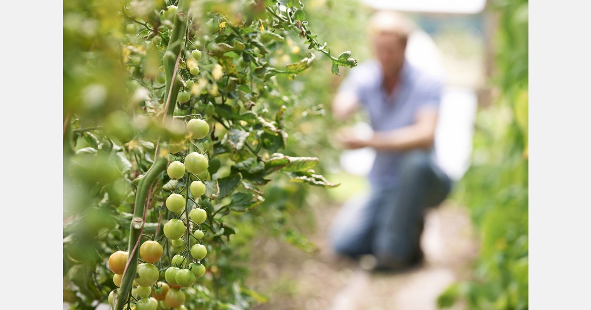 Company owner who exported contaminated crops to Croatia jailed