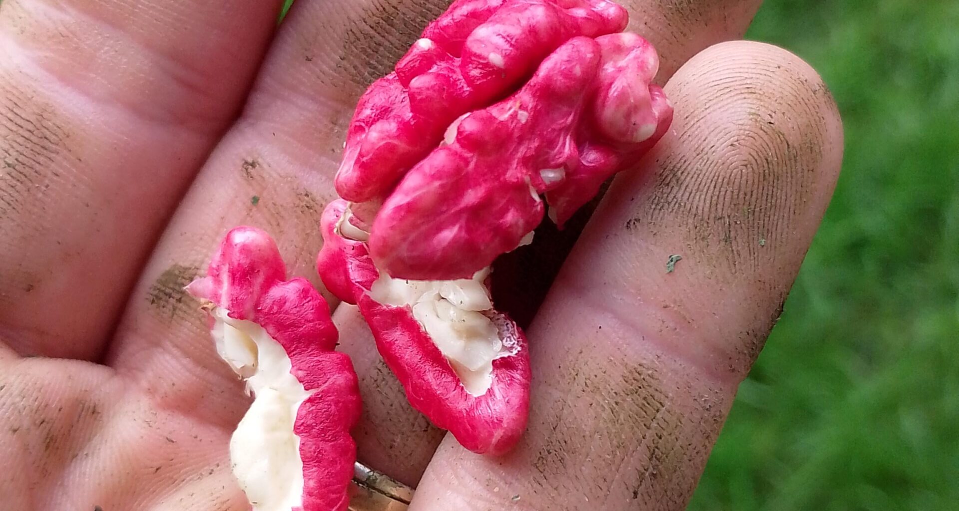 Tak a dost, todle LGBT fakt přehnalo! Proč mám růžovofialový ořechy?!