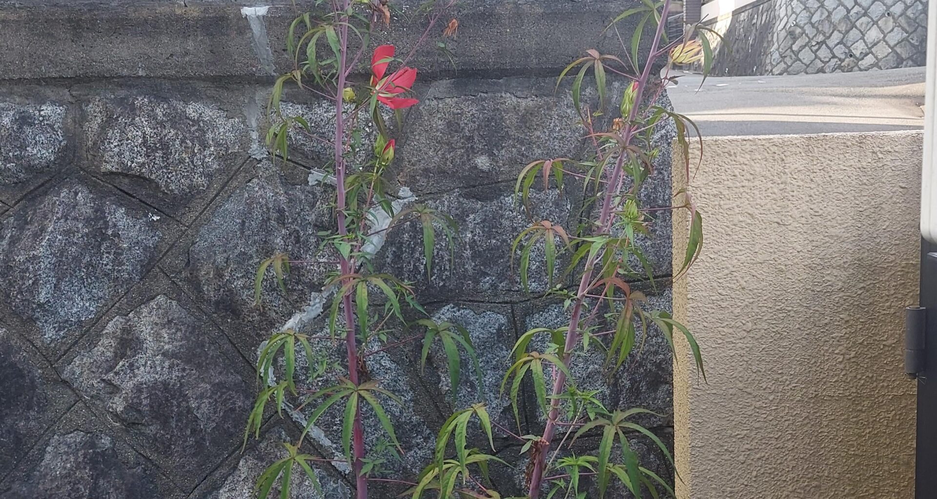 Fugenwachstum: mein Hibiskus