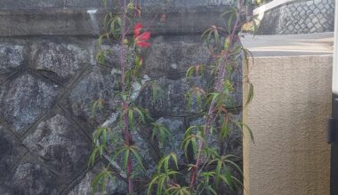 Fugenwachstum: mein Hibiskus