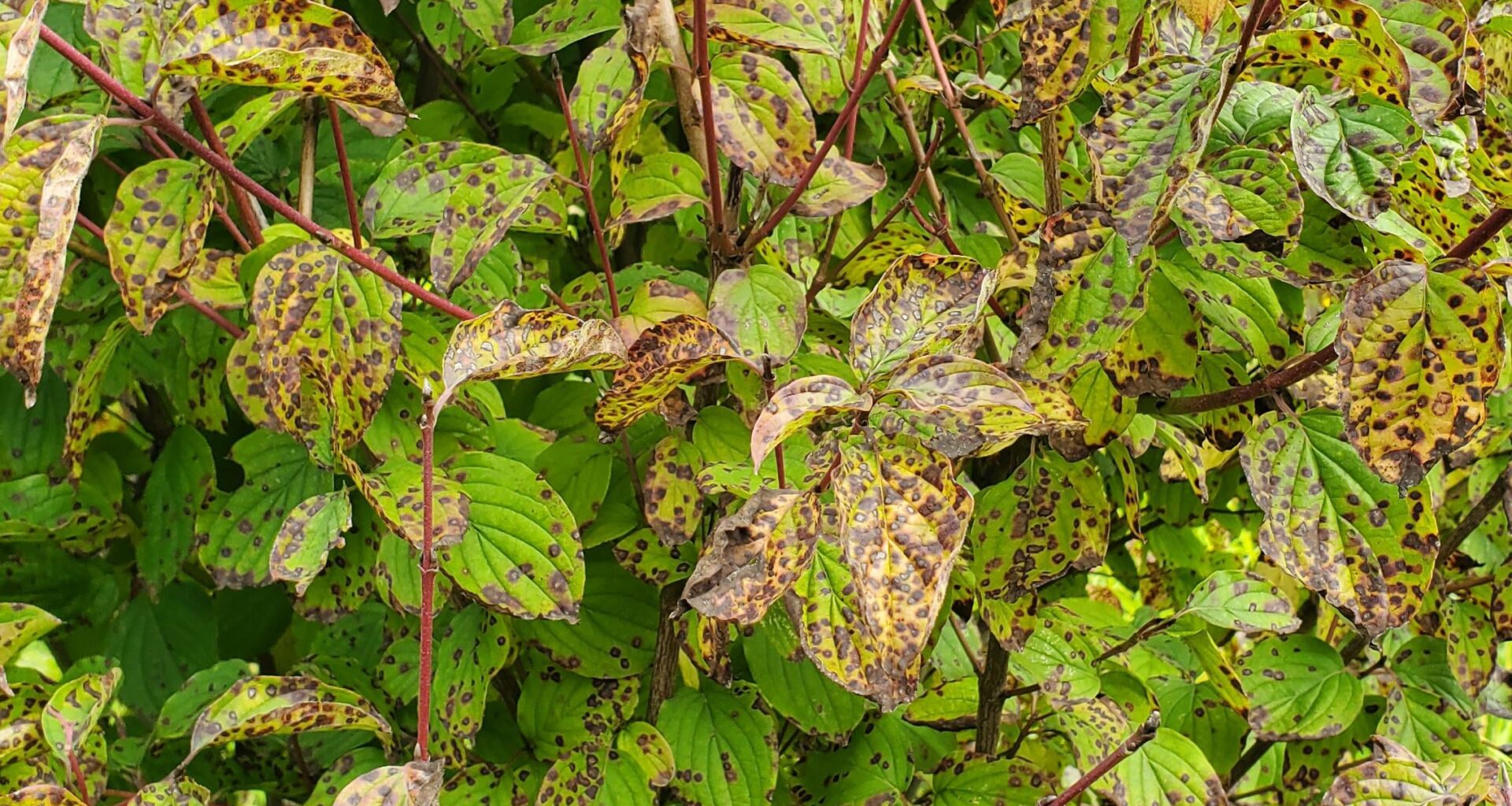 Was hat der Blutrote Hartriegel?