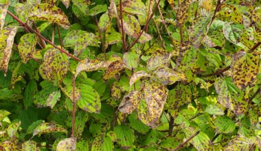 Was hat der Blutrote Hartriegel?