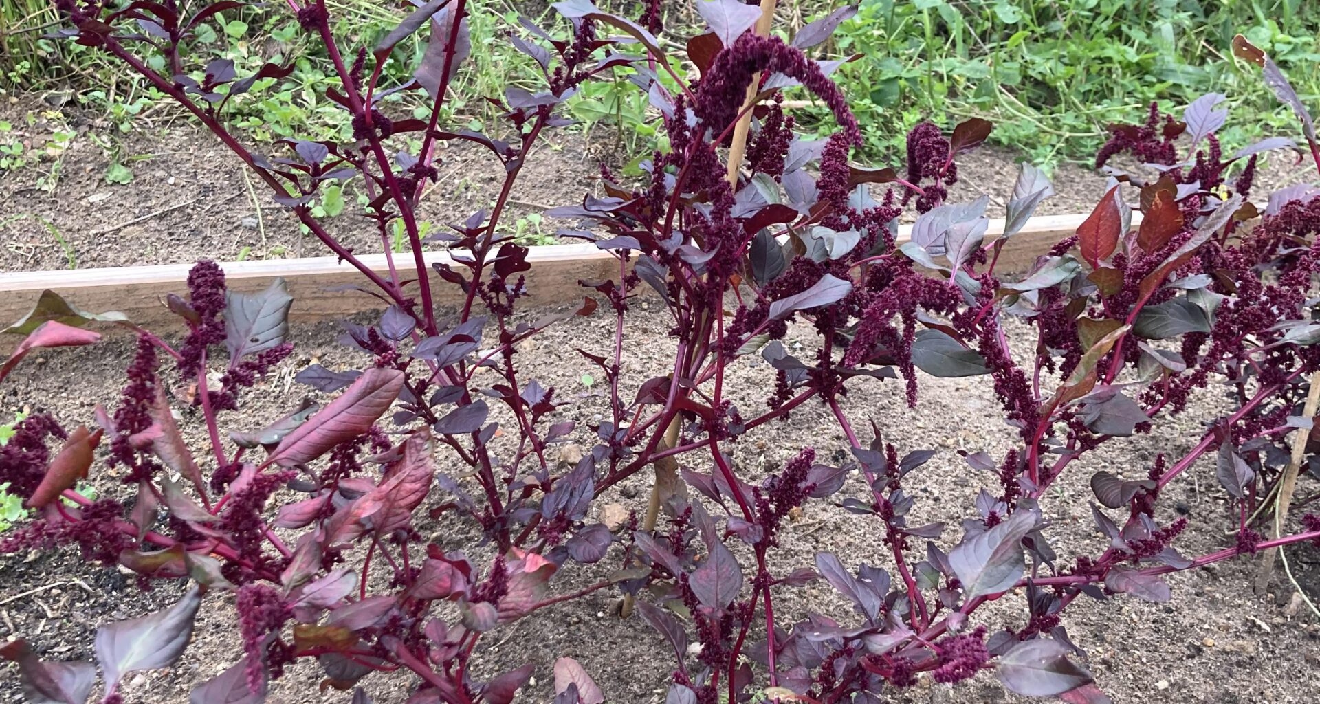 Amaranth ist nicht gewachsen