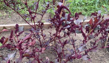 Amaranth ist nicht gewachsen