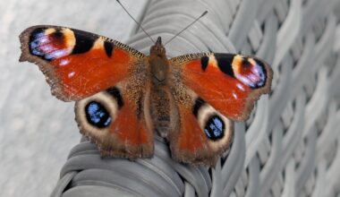 Guten Tag, Pfauenauge